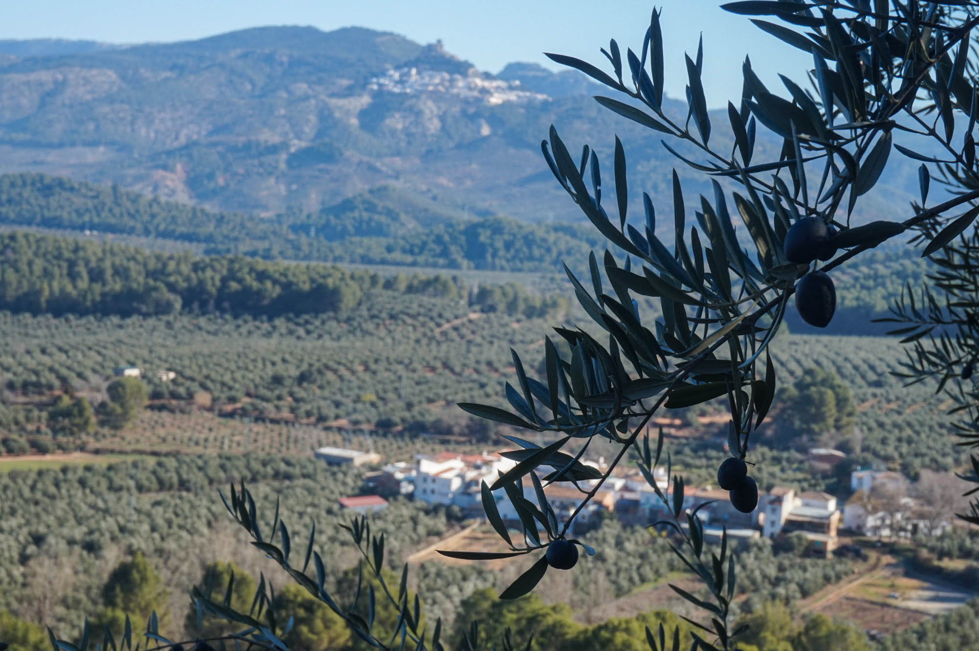 En primer plano aceitunas colgando de las ramas de un olivo, en el fondo Segura de La Sierra