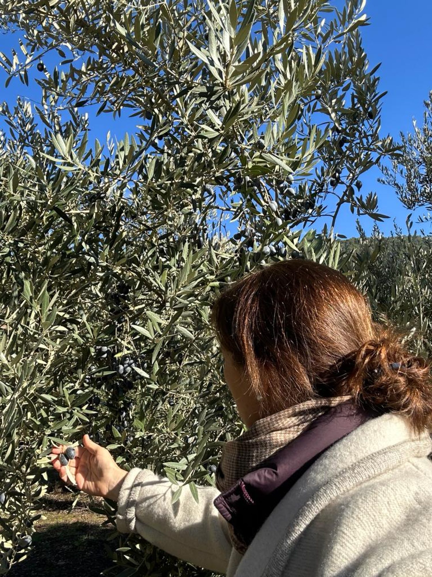 Aurora Villacieros Durbán inspeccionando las aceitunas de un olivo